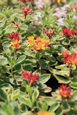 Green Roofs warranties