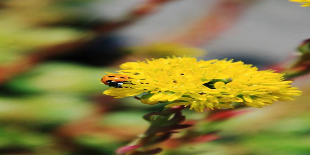 Ecological benefits green roofs