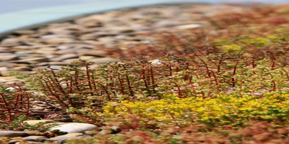 Green Roofs Maintenance