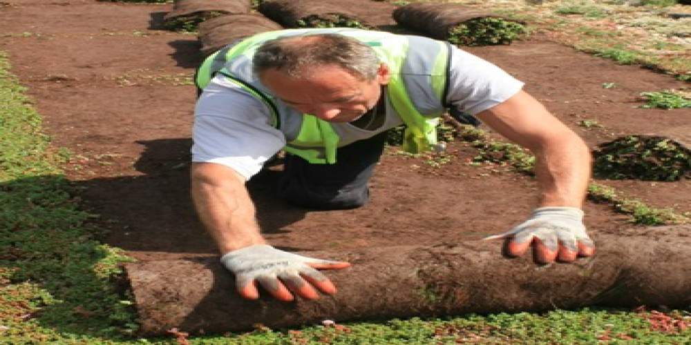 Green Roofs Maintenance